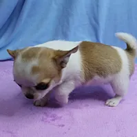 Angel's Fawn Sable on White/Party Male Puppy 1, a male Chihuahua for sale in Mount Olive, NC – 3 of 10