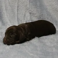AKC Mae Mae's Chocolate Female Puppy 1, a female Miniature Dachshund for sale in Mount Olive, NC – 2 of 10