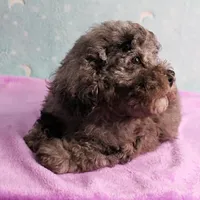 Twinkle's Blue Merle Male Puppy 2, a male Cockapoo for sale in Mount Olive, NC – Photo 3 of 10