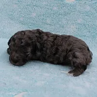 Twinkle's Blue Merle Male Puppy 2, a male Cockapoo for sale in Mount Olive, NC – Photo 9 of 9