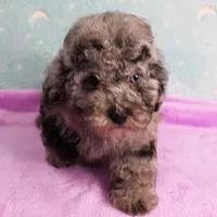 Twinkle's Blue Merle Male Puppy 2, a male Cockapoo for sale in Mount Olive, NC – Photo 7 of 10