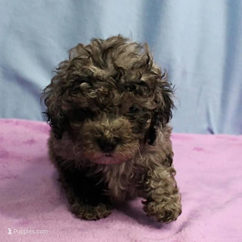 Twinkle's Blue Merle Male Puppy 2 – Cockapoo puppy for sale in Mount Olive, NC