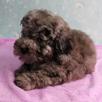 Twinkle's Blue Merle Male Puppy 2, a male Cockapoo for sale in Mount Olive, NC – Photo 8 of 10