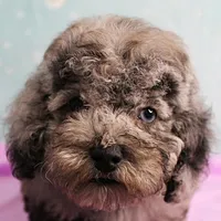 Twinkle's Blue Merle Male Puppy 2, a male Cockapoo for sale in Mount Olive, NC – Photo 1 of 10