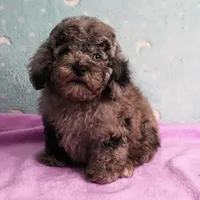 Twinkle's Blue Merle Male Puppy 2, a male Cockapoo for sale in Mount Olive, NC – Photo 4 of 10