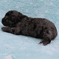 Twinkle's Blue Merle Male Puppy 2, a male Cockapoo for sale in Mount Olive, NC – Photo 6 of 9