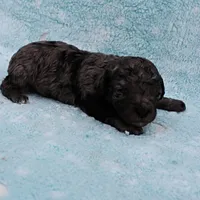 Twinkle's Blue Merle Male Puppy 2, a male Cockapoo for sale in Mount Olive, NC – Photo 5 of 9