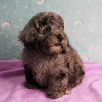 Twinkle's Blue Merle Male Puppy 2, a male Cockapoo for sale in Mount Olive, NC – Photo 5 of 10