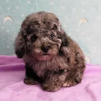 Twinkle's Blue Merle Male Puppy 2, a male Cockapoo for sale in Mount Olive, NC – Photo 6 of 10