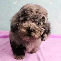 Twinkle's Blue Merle Male Puppy 2, a male Cockapoo for sale in Mount Olive, NC – Photo 10 of 10