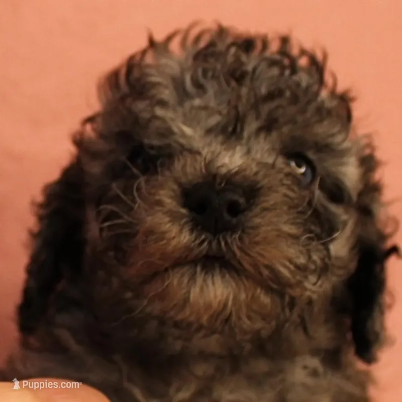 Twinkle's Blue Merle Male Puppy 2 – Cockapoo puppy for sale in Mount Olive, NC