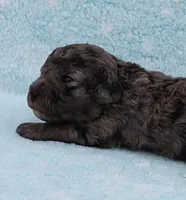 Twinkle's Blue Merle Male Puppy 2, a male Cockapoo for sale in Mount Olive, NC – Photo 1 of 9