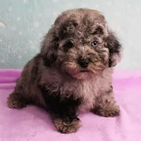 Twinkle's Blue Merle Male Puppy 2, a male Cockapoo for sale in Mount Olive, NC – Photo 2 of 10