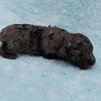 Twinkle's Blue Merle Male Puppy 2, a male Cockapoo for sale in Mount Olive, NC – Photo 8 of 9