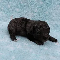 Twinkle's Blue Merle Male Puppy 2, a male Cockapoo for sale in Mount Olive, NC – Photo 4 of 9