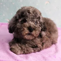 Twinkle's Blue Merle Male Puppy 2, a male Cockapoo for sale in Mount Olive, NC – Photo 9 of 10