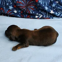 AKC Taylor's Red Sable Male Puppy 1, a male Miniature Dachshund for sale in Mount Olive, NC – 6 of 8