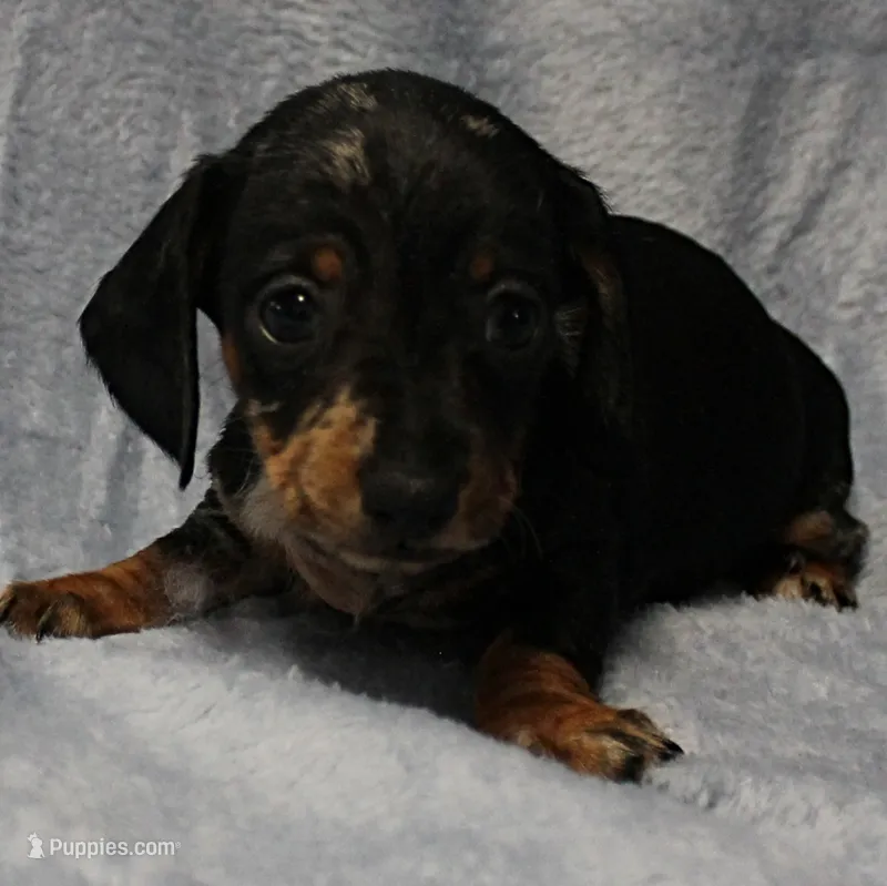 AKC Freckles Black & Tan Dapple Female Puppy 4 – Miniature Dachshund puppy on hold in Mount Olive, NC