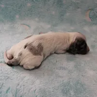 AKC Freckles Silver Dapple with White Male Puppy 6, a male Miniature Dachshund for sale in Mount Olive, NC – 6 of 10