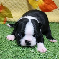 AKC Annie's Black & White Female Puppy 4, a female Boston Terrier for sale in Mount Olive, NC – 1 of 9