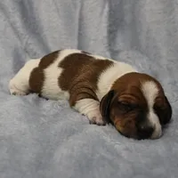AKC Mae Mae's Red & White Piebald Male Puppy 2, a male Miniature Dachshund for sale in Mount Olive, NC – 8 of 10