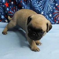 AKC Candy's Fawn Male Puppy 3, a male Pug for sale in Mount Olive, NC – 7 of 10