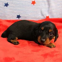 AKC Sallie's Black & Tan, Long Coat Female Puppy 1, a female Miniature Dachshund for sale in Mount Olive, NC – 9 of 10