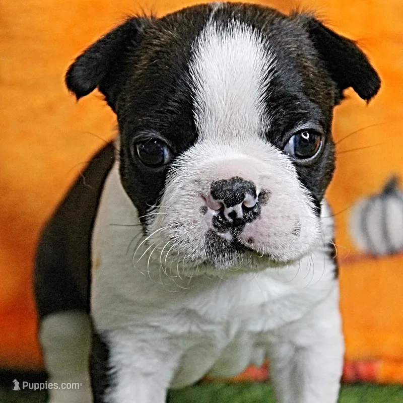 AKC Bubble's Black & White Male Puppy 2 – Boston Terrier puppy for sale in Mount Olive, NC