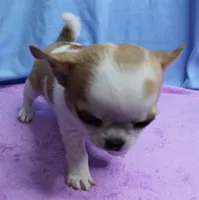 Angel's Fawn Sable on White/Party Male Puppy 1, a male Chihuahua for sale in Mount Olive, NC – 5 of 10