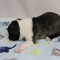 AKC Puddin's Black & White Brindle Male 2, a male Boston Terrier for sale in Mount Olive, NC – 3 of 10