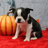 AKC Bubble's Black & White Male Puppy 2, a male Boston Terrier for sale in Mount Olive, NC – 6 of 10