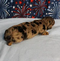 AKC Sallie's Black & Silver Dapple, Long Coat Female Puppy 3, a female Miniature Dachshund for sale in Mount Olive, NC – 10 of 10