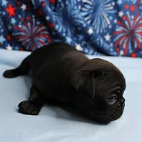 AKC Candy's Black Female Puppy 1, a female Pug for sale in Mount Olive, NC – 7 of 9