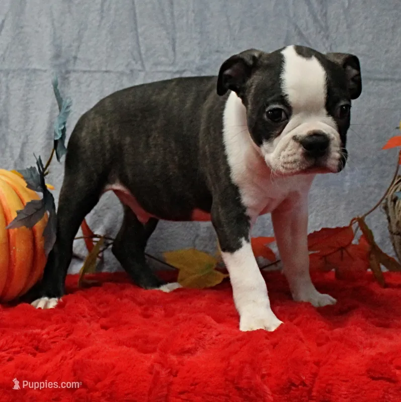 AKC Puddin's Black & White Brindle Male 2 – Boston Terrier puppy for sale in Mount Olive, NC