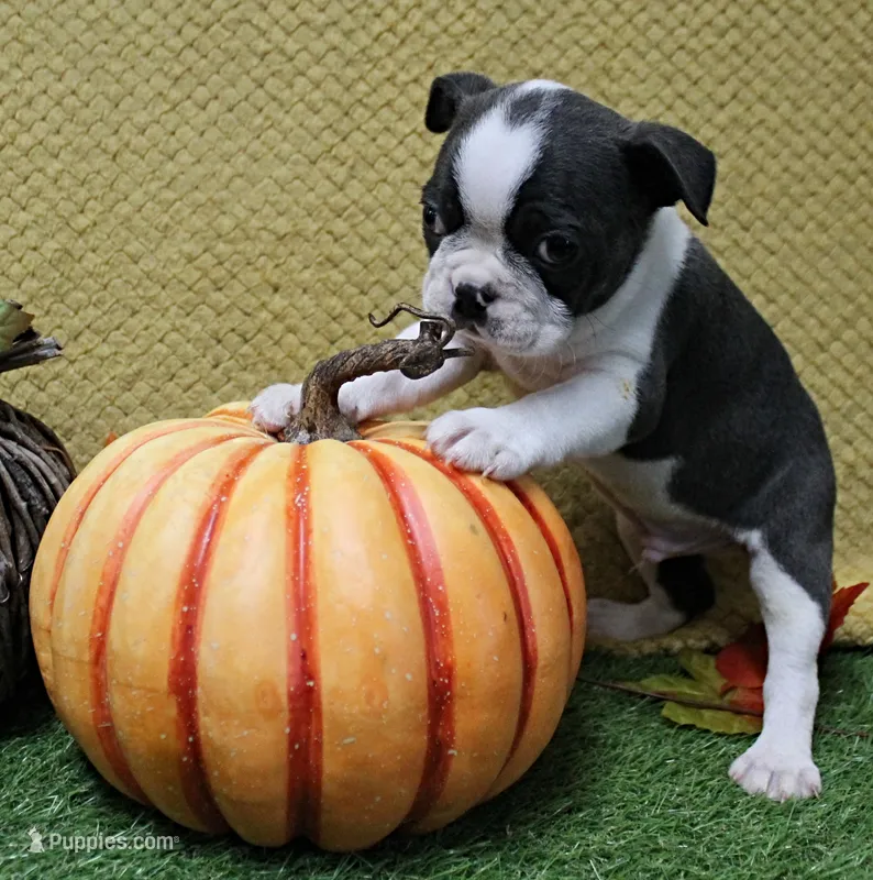 AKC Bubble's Blue & White Male Puppy 3 – Boston Terrier puppy for sale in Mount Olive, NC