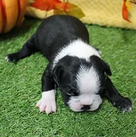AKC Annie's Black & White Male Puppy 5, a male Boston Terrier for sale in Mount Olive, NC – 5 of 10
