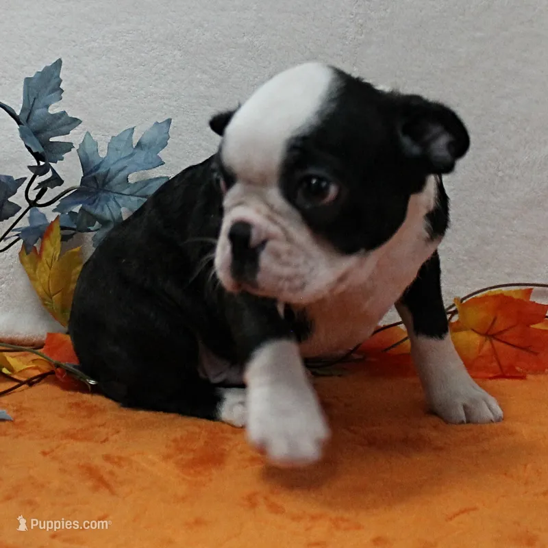 AKC Polly's Black & White Male Puppy 5 – Boston Terrier puppy for sale in Mount Olive, NC