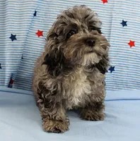 Twinkle's Blue Merle Female Puppy 1, a female Cockapoo for sale in Mount Olive, NC – 5 of 10