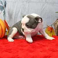 AKC Lula's Blue & White Male Puppy 2, a male Boston Terrier for sale in Mount Olive, NC – 4 of 10