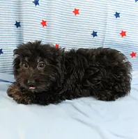 Twinkle's Black Male Puppy 5, a male Cockapoo for sale in Mount Olive, NC – 3 of 9