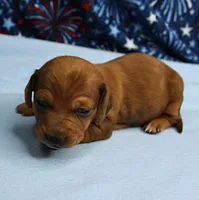 AKC Roxy's Red Shaded Dapple Male Puppy 1, a male Miniature Dachshund for sale in Mount Olive, NC – 5 of 10