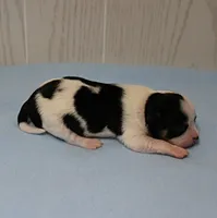 Chelsea's Black, White & Tan Party Male Puppy 2, a male Chihuahua for sale in Mount Olive, NC – 6 of 10