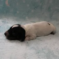 AKC Freckles Black & Tan Piebald on White Female Puppy 2, a female Miniature Dachshund for sale in Mount Olive, NC – 2 of 10