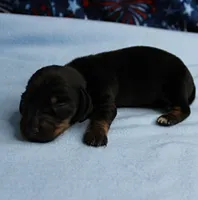 AKC Taylor's Black & Tan Male Puppy 5, a male Miniature Dachshund for sale in Mount Olive, NC – 2 of 9