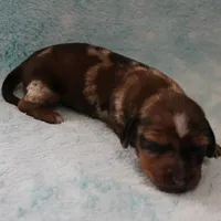 AKC Freckles Red Dapple Male Puppy 7, a male Miniature Dachshund for sale in Mount Olive, NC – 3 of 10