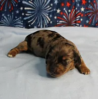 AKC Sallie's Black & Silver Dapple, Long Coat Female Puppy 3, a female Miniature Dachshund for sale in Mount Olive, NC – 3 of 10