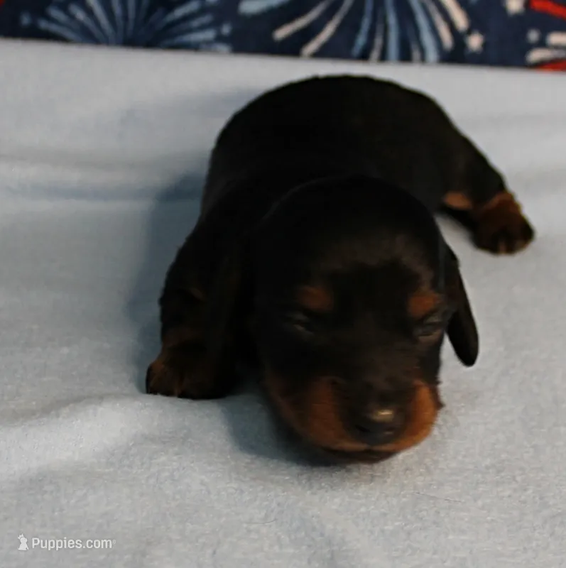 AKC Sallie's Black & Tan, Long Coat Female Puppy 1 – Miniature Dachshund puppy for sale in Mount Olive, NC