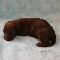 AKC Freckles Red Female Puppy 1, a female Miniature Dachshund for sale in Mount Olive, NC – 3 of 8