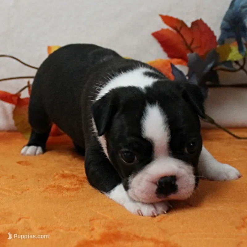 AKC Annie's Black & White Male Puppy 6 – Boston Terrier puppy for sale in Mount Olive, NC