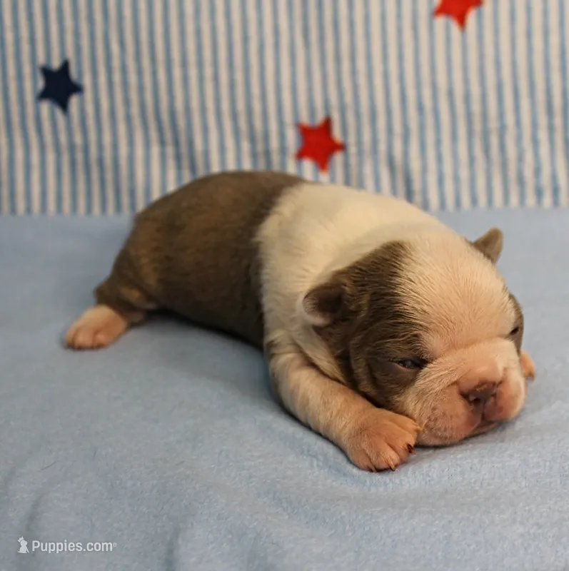 AKC Zoe's Seal & White Male Puppy 1 – Boston Terrier puppy for sale in Mount Olive, NC